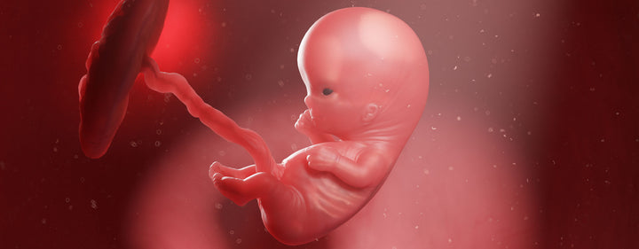 10. Schwangerschaftswoche (10. SSW) – dein Baby ist jetzt so groß wie eine Erdbeere