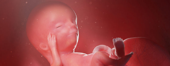 13. Schwangerschaftswoche (13. SSW) – die schönste Zeit der Schwangerschaft beginnt