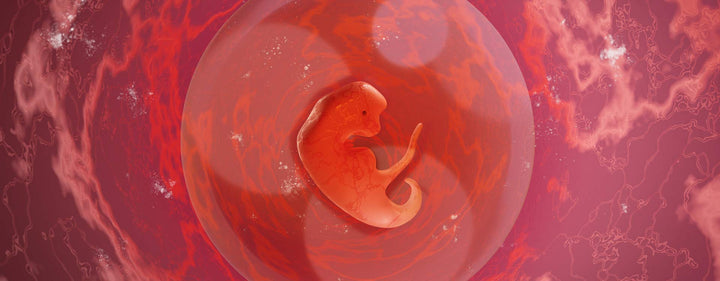 3. Schwangerschaftswoche (3. SSW) – jetzt beginnt das Leben