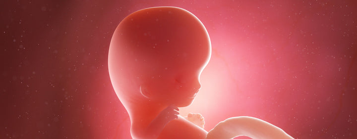 9. Schwangerschaftswoche (9. SSW) – die Fetalperiode beginnt