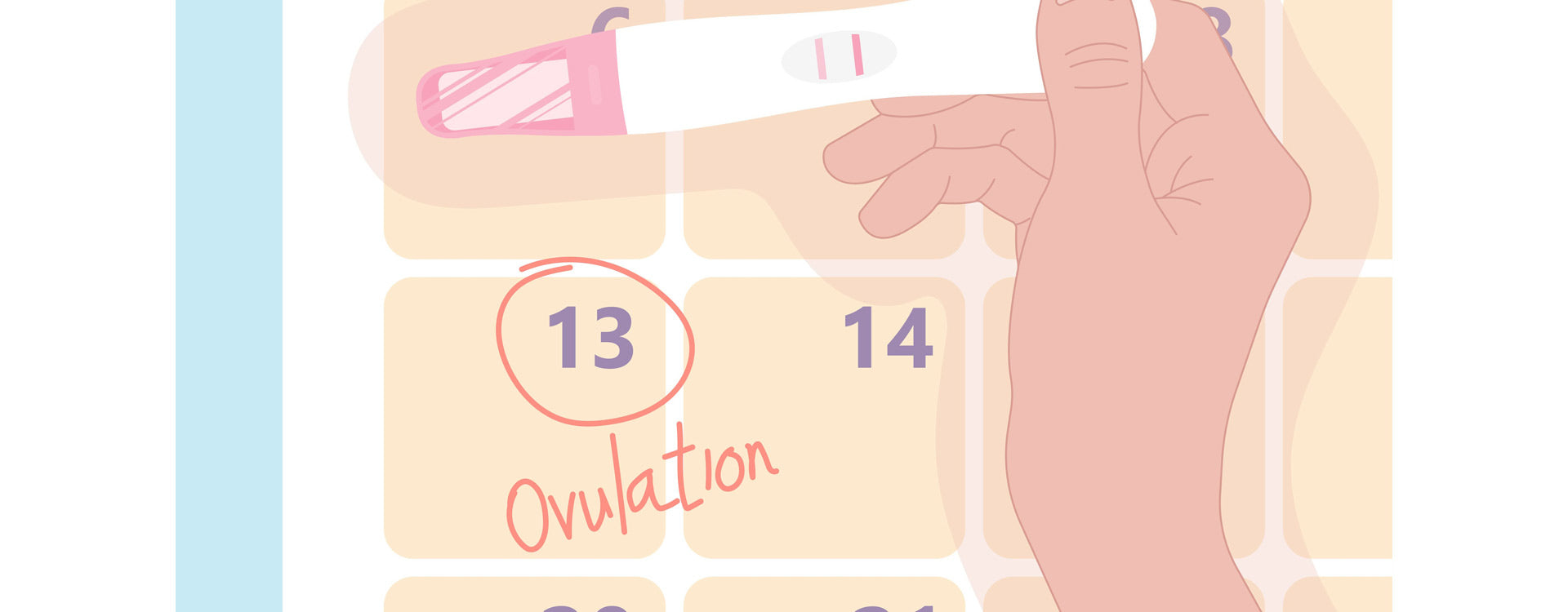 Eisprungrechner – so kannst du deinen Eisprung berechnen und schneller schwanger werden
